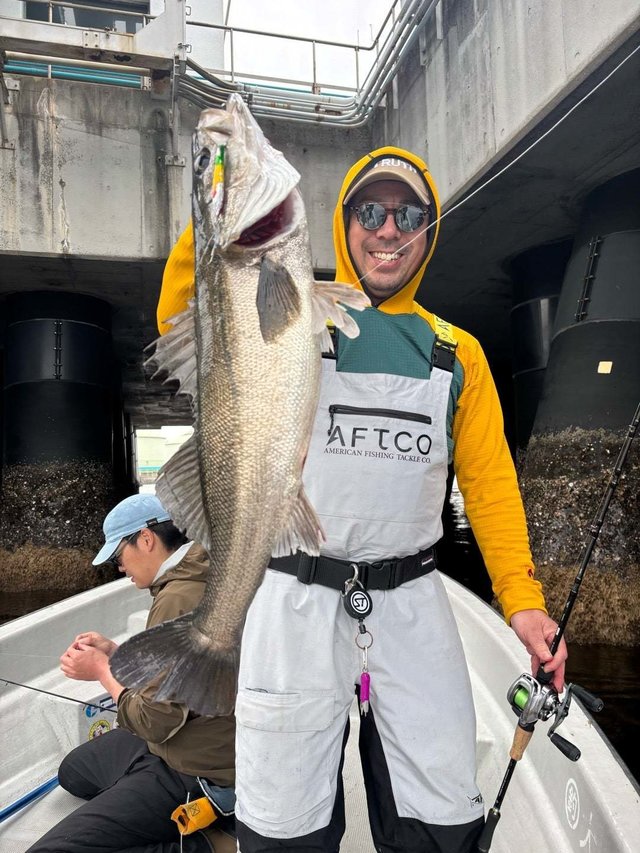 シーバス(スズキ)