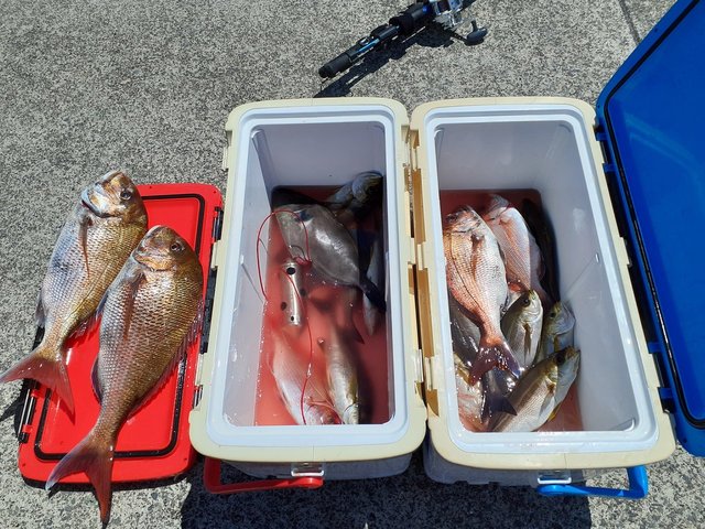 マダイ・イサキ