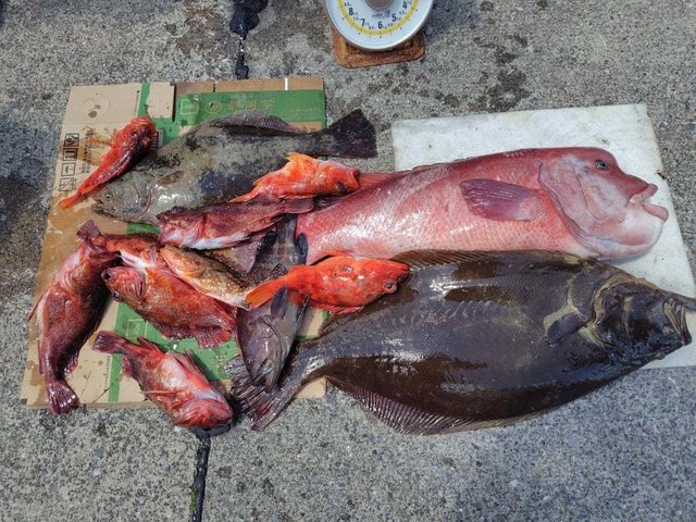 カンダイ(コブダイ)・カサゴ・ヒラメ・ハタ(マハタ)