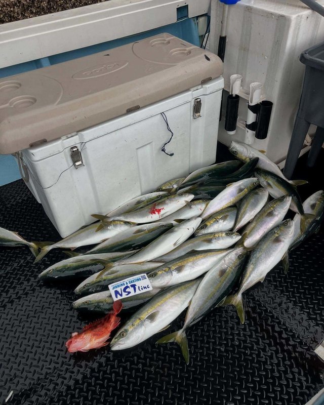 ハマチ(ブリ)・カサゴ