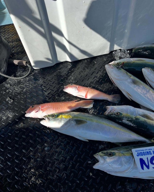 ハマチ(ブリ)・アマダイ(アカアマダイ)