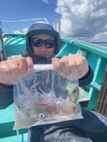 マルイカ(ケンサキイカ)