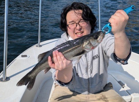 シーバス(スズキ)