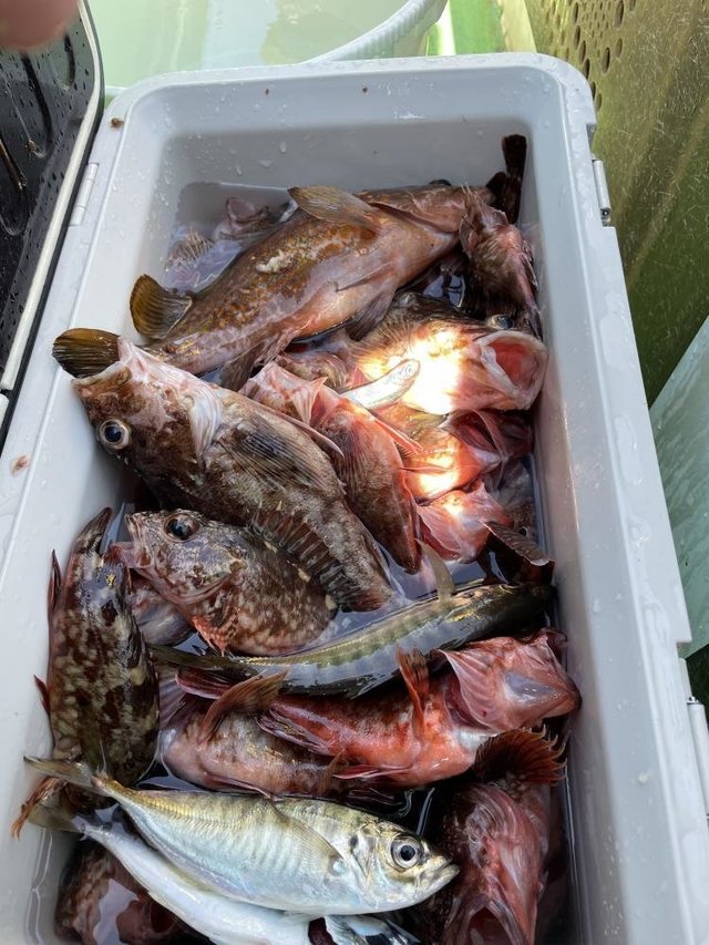 アジ(マアジ)・カサゴ