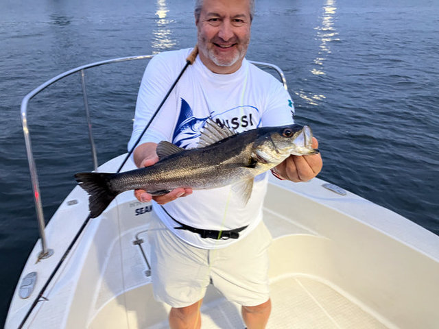 シーバス(スズキ)