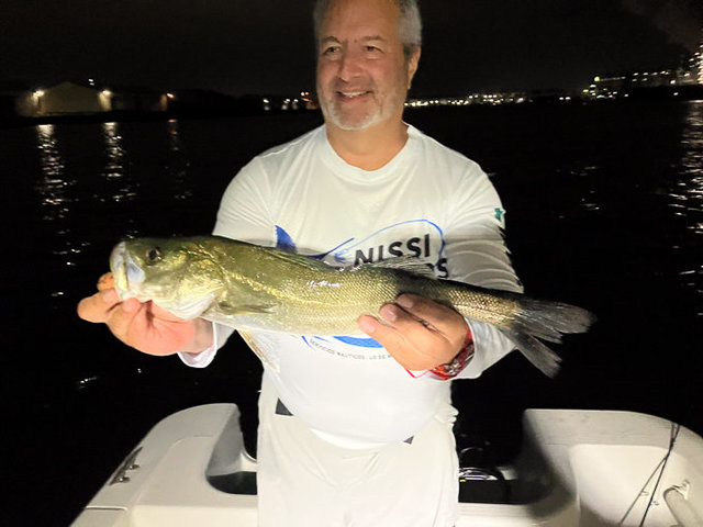 シーバス(スズキ)