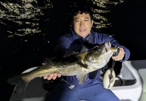 シーバス(スズキ)