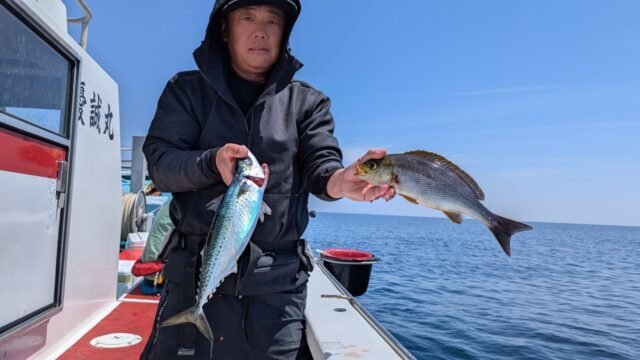 イサキ・サバ(ゴマサバ)