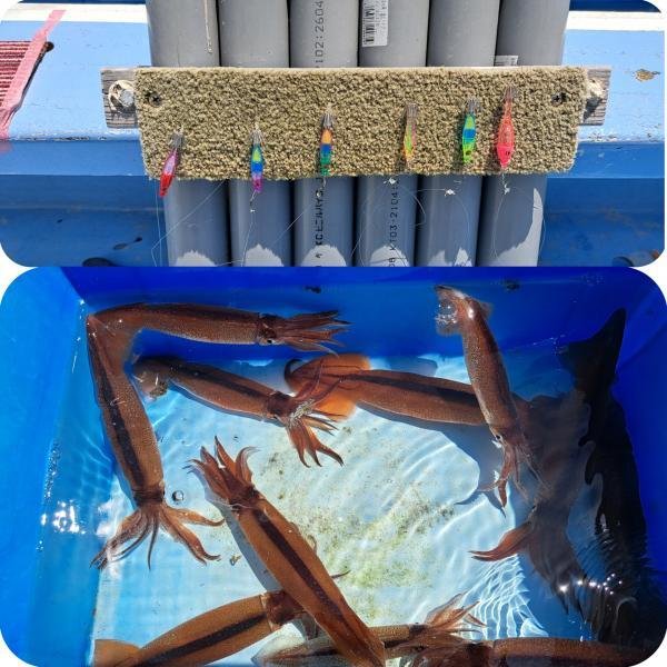 ムギイカ(スルメイカ)