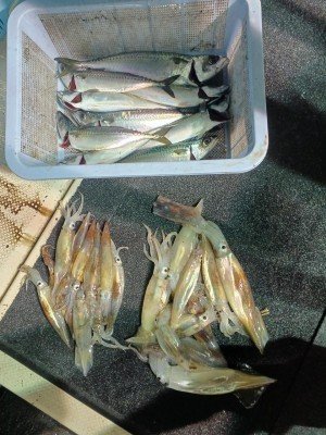 アジ(マアジ)・スルメイカ