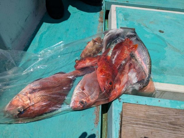 マダイ・カサゴ