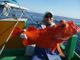 ベニアコウ(オオサガ)