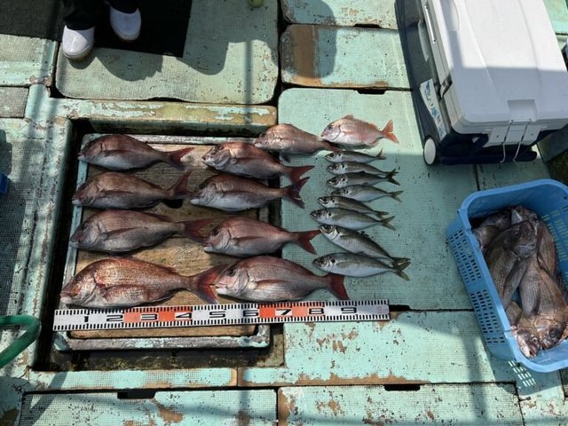 マダイ・チダイ・マアジ