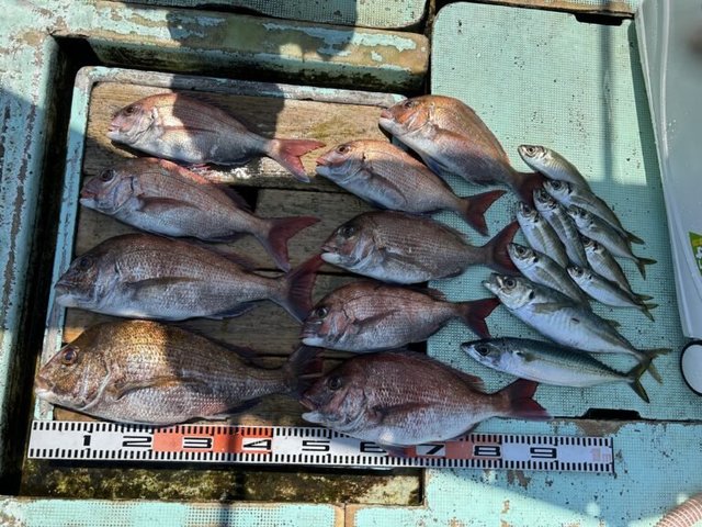 マダイ・マアジ・マサバ