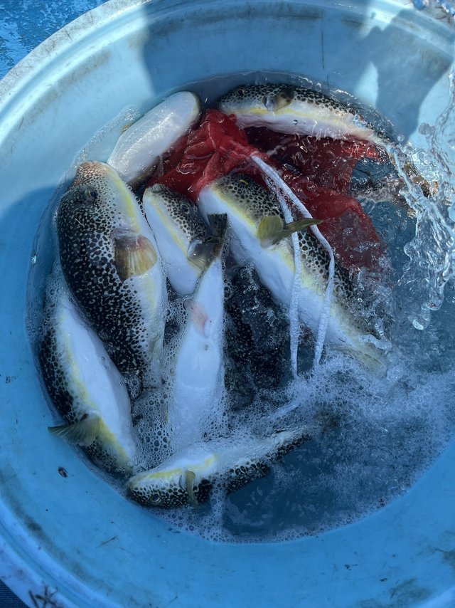 ショウサイフグ