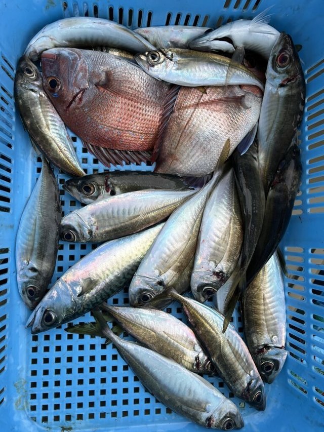 マダイ・マアジ・マサバ