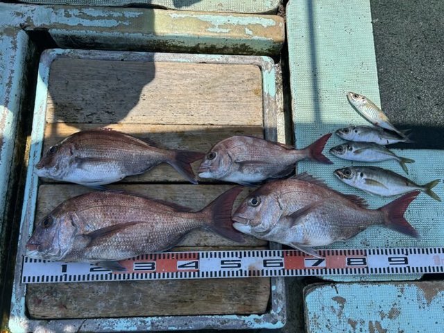 マダイ・マアジ