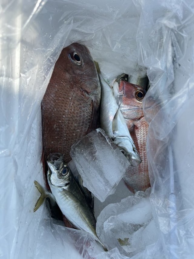 マダイ・マアジ