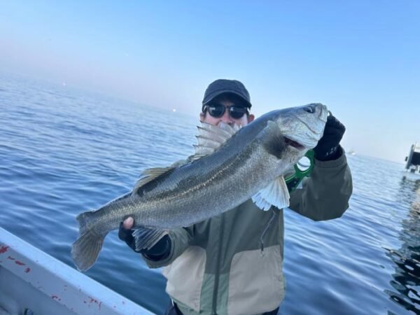 シーバス(スズキ)