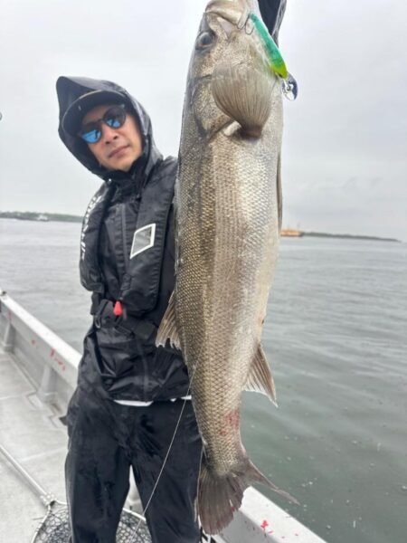 シーバス(スズキ)