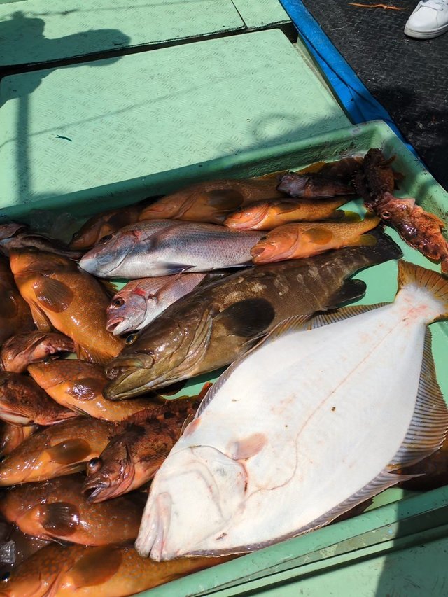 マダイ・クエ・アコウ(キジハタ)・ヒラメ