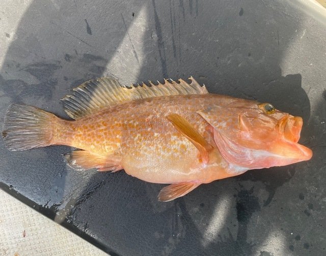 アコウ(キジハタ)