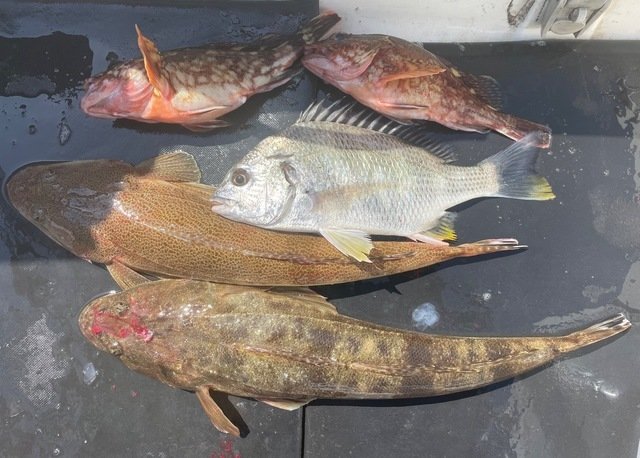 マダイ・キビレ(キチヌ)・カサゴ・マゴチ