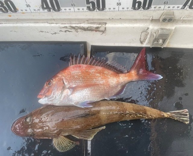 マダイ・マゴチ