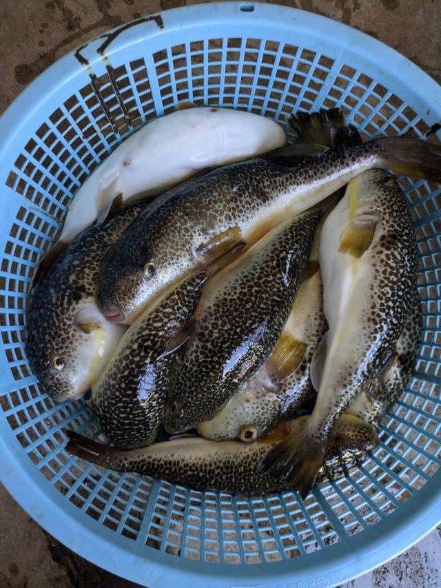 ショウサイフグ