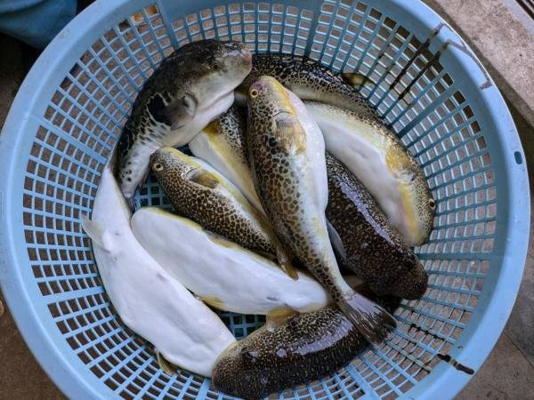 ショウサイフグ