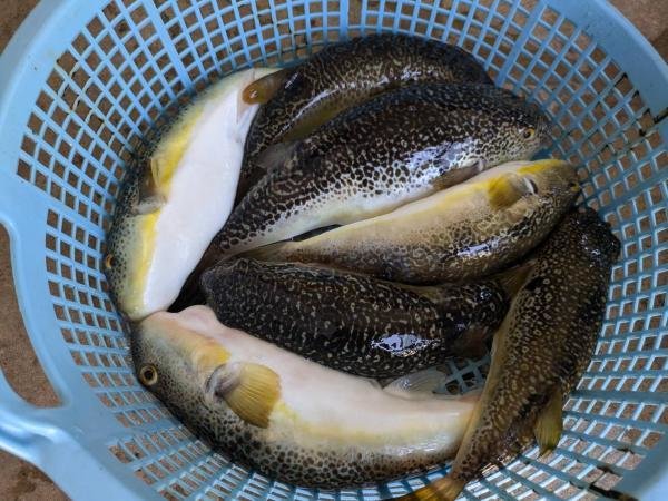 ショウサイフグ