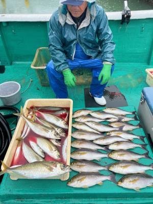 イサギ(イサキ)