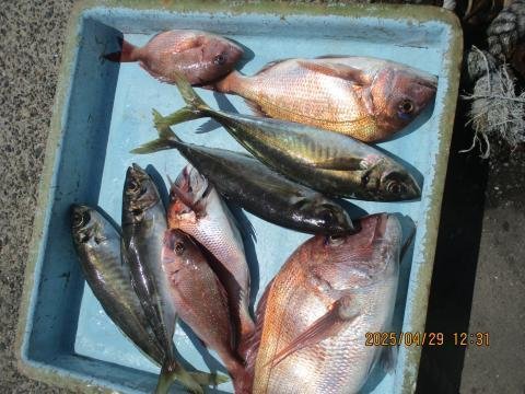 マダイ・アジ(マアジ)・サバ(ゴマサバ)