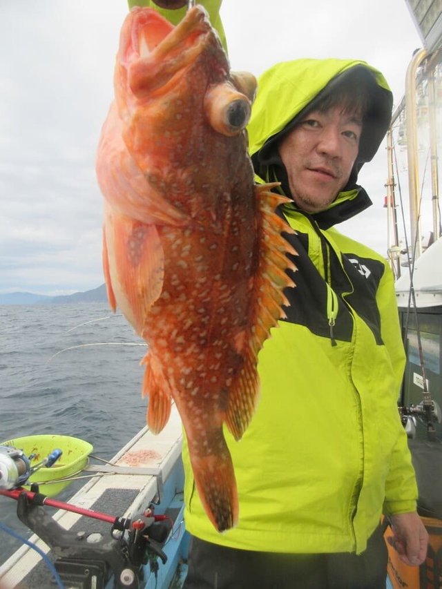 ガシラ(カサゴ)