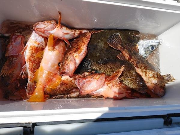 アカハタ・オオモンハタ・カサゴ・サバ(ゴマサバ)