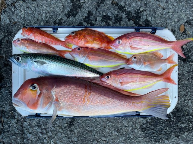 レンコ(キダイ)・アマダイ(アカアマダイ)・イトヨリ(イトヨリダイ)・ゴマサバ・カサゴ・ヒメコダイ