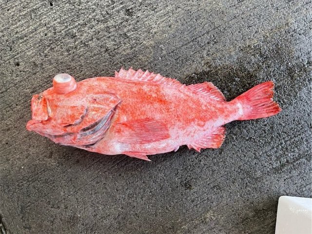 ベニアコウ(オオサガ)