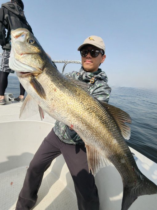 シーバス(スズキ)