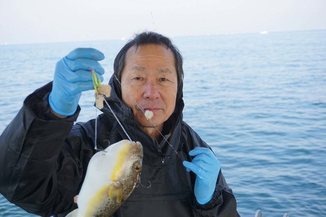 ショウサイフグ