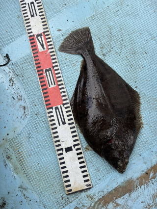 ヒガレイ(ムシガレイ)