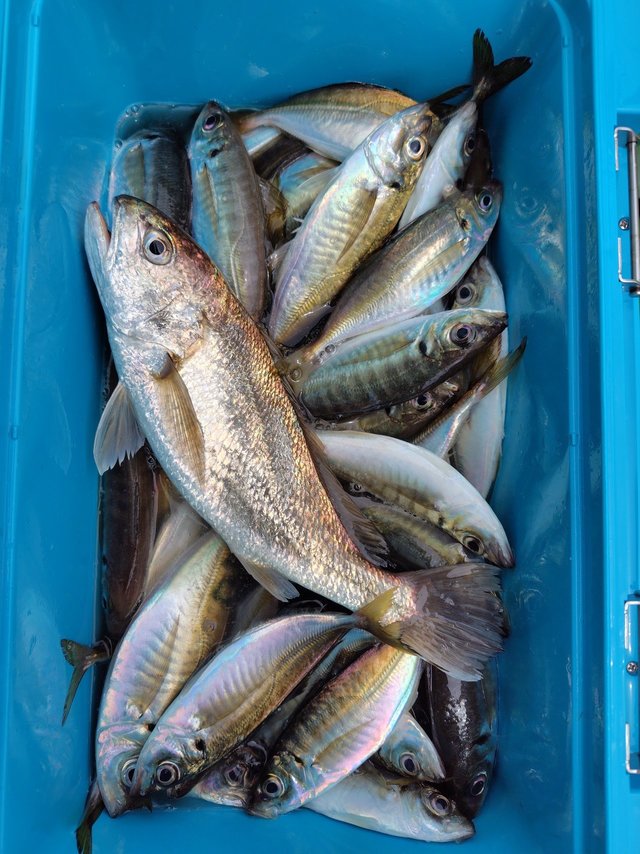 マアジ・シログチ