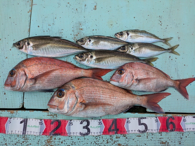 タイ(マダイ)・アジ(マアジ)