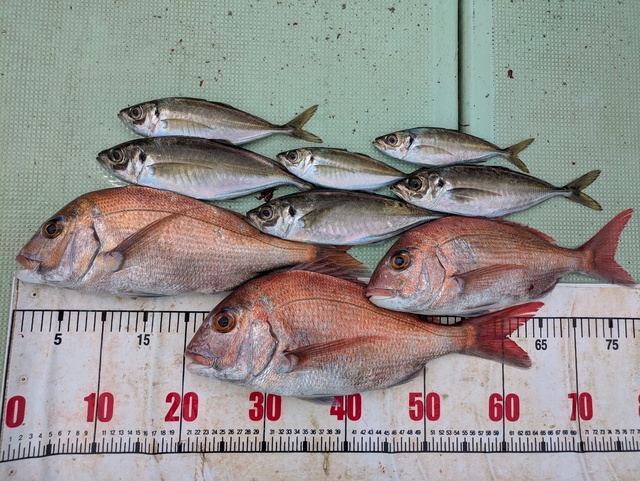 タイ(マダイ)・アジ(マアジ)