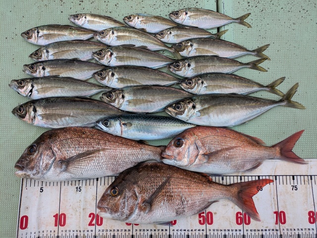 タイ(マダイ)・アジ(マアジ)・マサバ