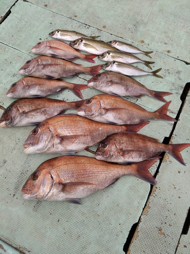 タイ(マダイ)・アジ(マアジ)