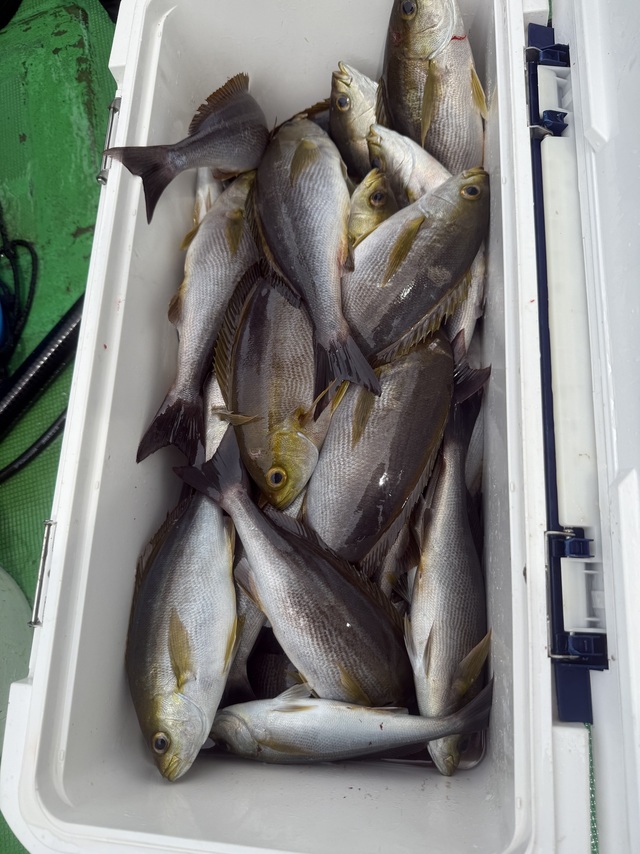 イサギ(イサキ)