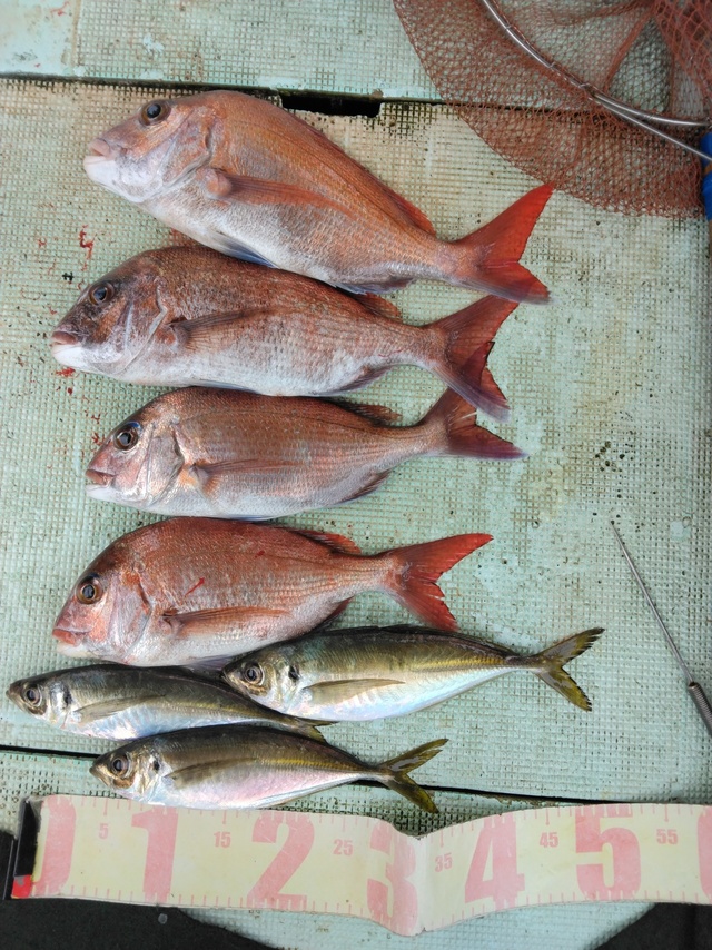 マダイ・マアジ