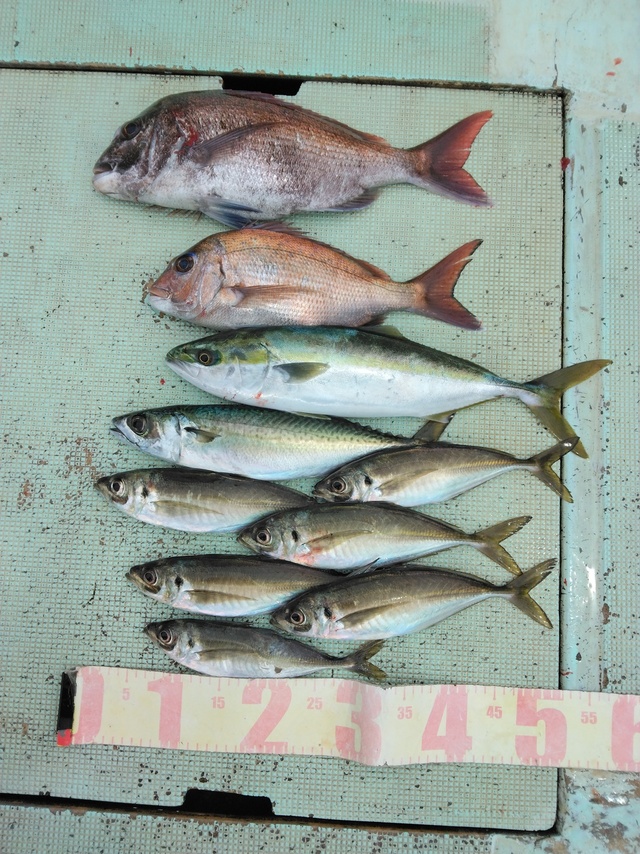 マダイ・マアジ・ツバス(ブリ)・マサバ