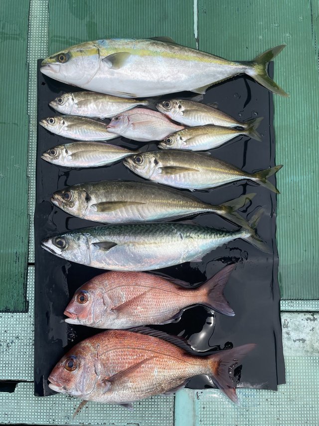 マダイ・マアジ・ドンバク(メアジ)・ハマチ(ブリ)・マサバ