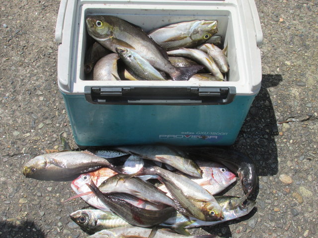 ハナダイ(チダイ)・アジ(マアジ)・イサキ